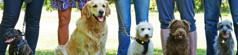 Dog Training Sessions