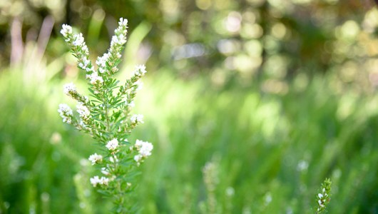 Spring flowers at Massanutten Resort
