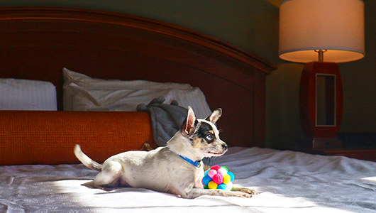 Dog Friendly Lodging