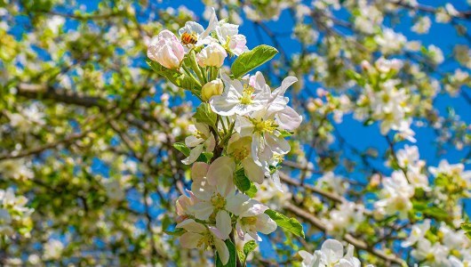 Spring at Massanutten Resort